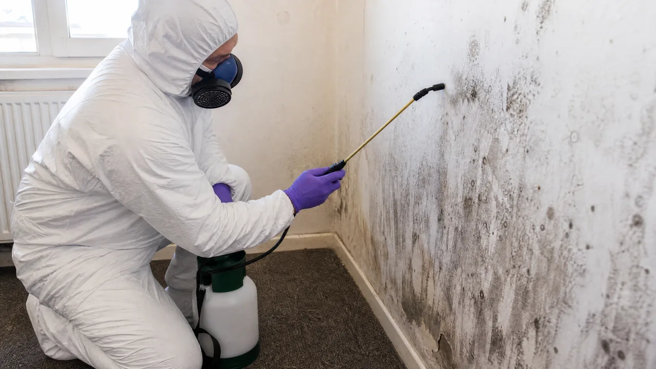 Professional Mould Removal in London: Safe, Thorough, and Lasting Results